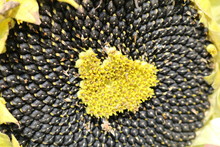 Oil Seed Sunflower (Helianthus)