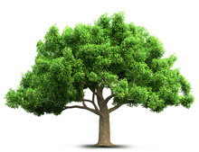 Tree Isolated 3D Illustration