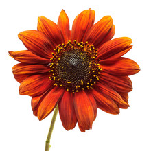 Red Flower Sunflower Isolated On A White Background