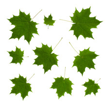 Isolated Ornament Of Green Maple Leaves On A White Background