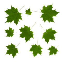 isolated ornament of green maple leaves on a white background