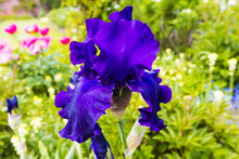 Purple Bearded Iris (Iris Germanica)  In Full Bloom In A Garden Close-up.