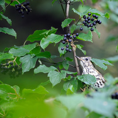 Wall Mural - Song Thrush among berries