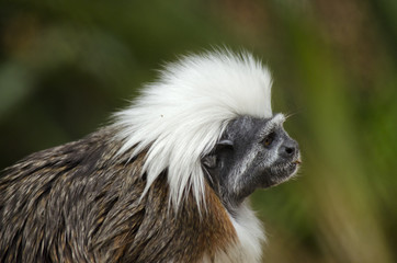 Wall Mural - cotton top tamarin