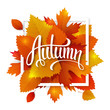 Autumn leaves lettering label. Vector hand drawn typography on a fall leaves background