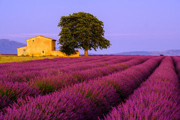 Wall Mural - Lavender field at sunset in Provence, France