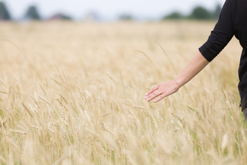 Back view on young happy woman walking on the golden wheat field on a sunny summer day. Beautiful girl outdoors raising hands in sunlight rays and running on the meadow, sun light.