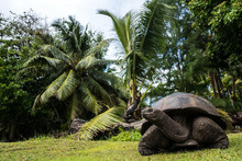 Seychellen - Riesenschildkröte Auf Curieuse