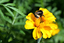 Big Bumblebee Collects Nectar From A Yellow Flower Marigold