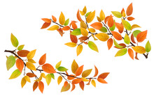 Tree Branch With Autumn Leaves Green, Red And Yellow. Vector Set Detailed Element.