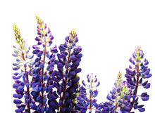 Lupine Flowers Isolated