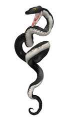 Wall Mural - 3D Rendering Southern Black Racer on White