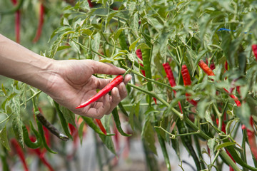 Harvesting chilli by hand