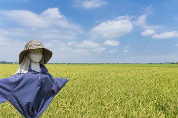 案山子と田んぼ　青空　実り　雲　牧歌的　広角　地平線