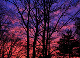 Fototapeta Na ścianę - Sunset Through Trees