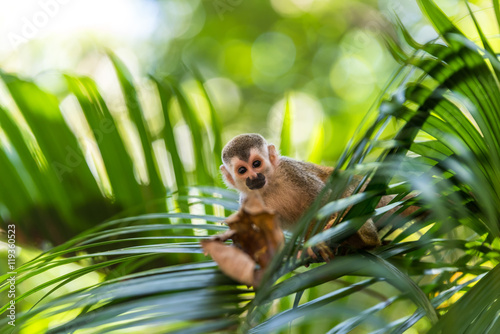 Fotografija Squirrel Monkey on branch of tree - animals in wilderness