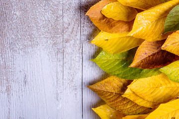 Wall Mural - autumn composition. various colorful leaves. studio shot, wooden