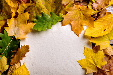 Wall Mural - autumn leaf composition, paper sheet. studio shot.