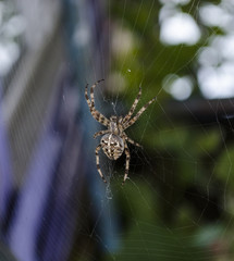 Poster - spider on the web