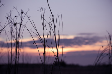 Wall Mural - Dry grass sky at sunset