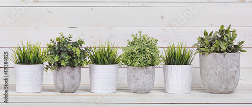 Fotomural Pot plants in white pots and concrete on a background of white b