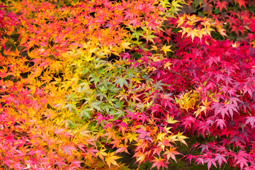 Wall Mural - bunte ahornblätter im herbst