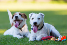 Outdoor Portrait Of Two Parson Russell Terrier