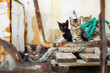 Cute Cats on Old Wooden Pallet and Worn Navy Ropes. Little Cats on Abandoned Old Rusty Ship.