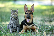 Cute Dog And Cat On Green Grass