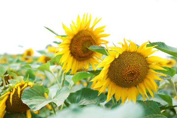 Sticker - Sunflower field with blue sky