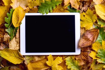 Wall Mural - autumn composition. colorful leaves and tablet. studio shot