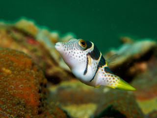 Wall Mural - blowfish under the sea