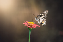 Beautiful Butterfly Rests On A Pink Flower
