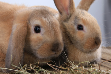 Wall Mural - pair of rabbits