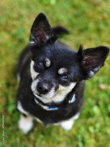 Short Haired Chihuahua Buy This Stock Photo And Explore Similar