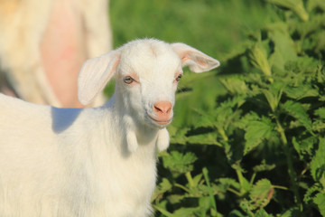 Goat with kids on a meadow