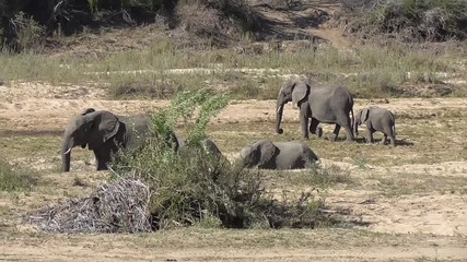 Wall Mural - herd of elephants walking and eating in the kruger national park in south africa