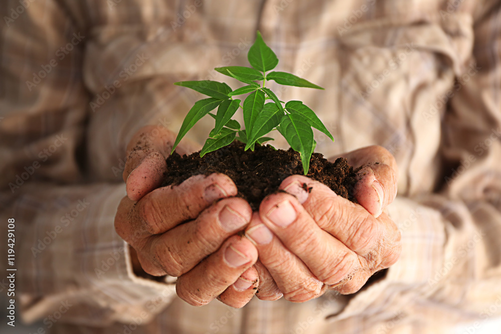 Old man holding plant in hands