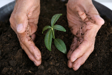 Wall Mural - Old man hands with plant in a ground