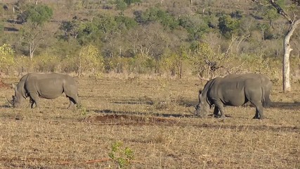 Poster - rhinos eating grass in the kruger national park in south africa