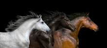 Horses Portrait Run Isolated On Black Background