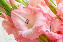 Bouquet Of Pink Gladioli. Pink Flowers.
