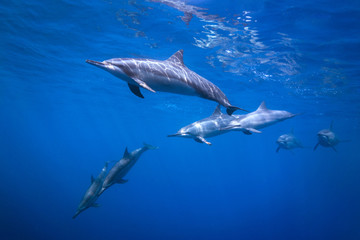 dolphin pod