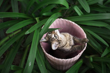 Kitten Hiding In A Basket