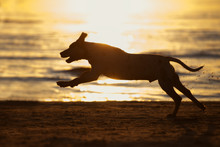 Dog Silhouette At Sunset On A Beach