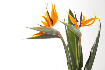 Strelitzia