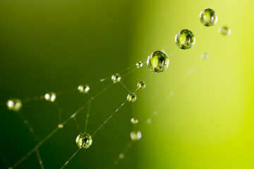 Wall Mural - water droplets on a spider web in nature