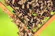 Pszczoły plastrze w pasiece