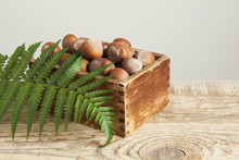 Hazelnuts In A Wooden Vintage Box. A Fern Leaf.