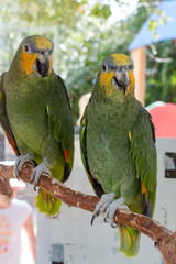 Two parrots on a background green leaves